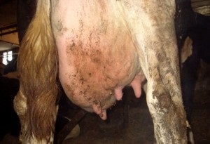 A tünetek és a kezelés a hurutos mastitis tehén (hurutos) Tünetei és kezelése hurutos tőgygyulladás tehenek