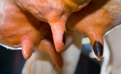 A tünetek és a kezelés a hurutos tőgygyulladás tehenek (tehén hurutos mastitis) Tünetei és kezelése hurutos tőgygyulladás tehenek