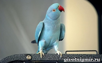 Parrot Blue (kék papagáj) kék papagáj