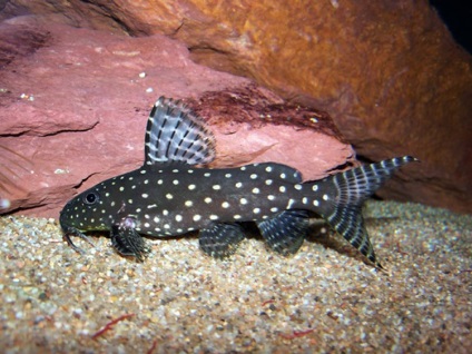 Synodontis angyal, foltos harcsa