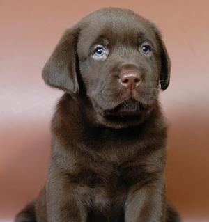 Mennyibe kerül egy labrador kiskutya ár, mik a lehetséges féle színben Labrador