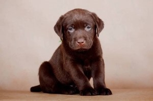 Mennyibe kerül egy labrador kiskutya ár, mik a lehetséges féle színben Labrador