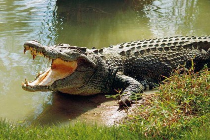 Hány krokodil fogai és még sok más érdekességet