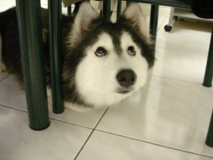 Vicces husky, tenyésztett macskák umkra (Haski Talli) Vicces husky, tenyésztett macskák umkra