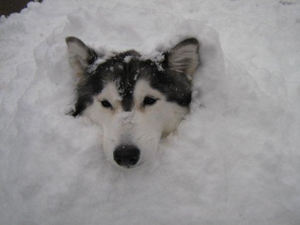 Vicces husky, tenyésztett macskák umkra (Husky) Vicces husky, tenyésztett macskák umkra