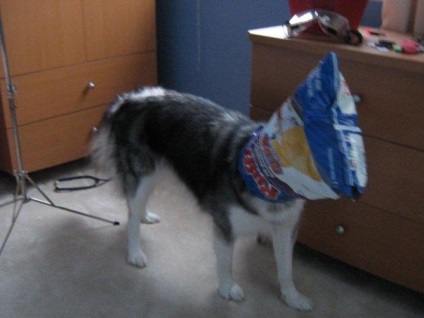 Vicces husky, tenyésztett macskák umkra (Haski Talli) Vicces husky, tenyésztett macskák umkra