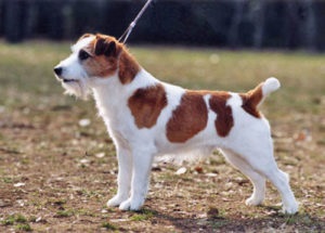 Kutya Jack Russell terrier tulajdonságokkal, szabványok és alfaj fajták