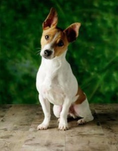 Kutya Jack Russell terrier tulajdonságokkal, szabványok és alfaj fajták