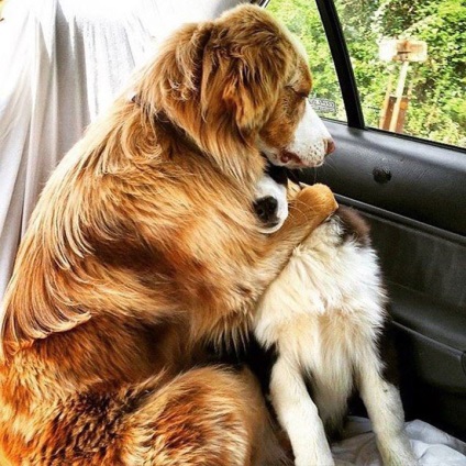 Kutyák, hogy tanítani fog minket az igaz barátság