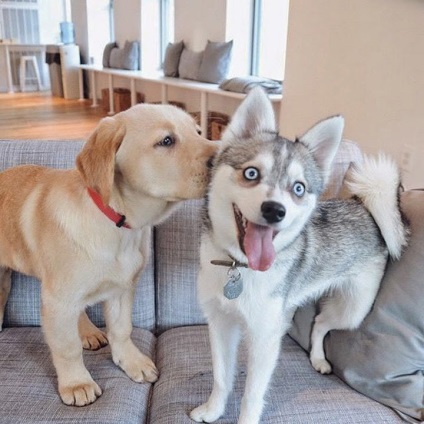 Kutyák, hogy tanítani fog minket az igaz barátság