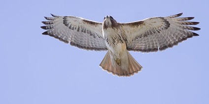 Álomértelmezés héja Hawk mi álmok alvás közben (héja) Álomértelmezés héja Hawk mi álmok alvás közben