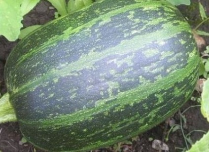 Fajta tök egy fotó és leírás - a gazdálkodó gond nélkül (baj) Fajta tök egy fotó és leírás - a gazdálkodó nélkül a szóváltás