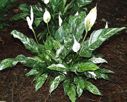 Spathiphyllum ápolási otthon, termesztés, szaporítás, ültetés, átültetés metszés, faj,