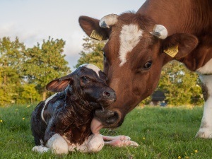 Cikkek állatorvosi szarvasmarha, tej láz legújabb kutatások hatékony prevenció
