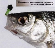 Cikkek a téli halászat fogási csótány a bozontos bozontos vezetékek sablon sablon halászati taktika (csótány) Cikkek a téli halászat fogási csótány a bozontos bozontos vezetékek sablon sablon halászati taktika
