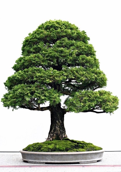 Bonsai stílusok (24 fotó) (Animals) Bonsai stílusok (24 fotó)