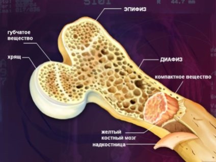 A szerkezet a mikroszkopikus szinten, csont (szerkezete) A szerkezet mikroszkopikus szinten, csont