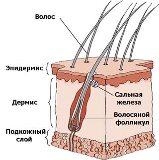 A szerkezet a macska bőre (bőr) A szerkezet a macska bőre