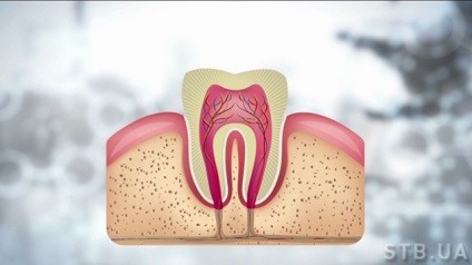 Structure of humán fogak és a leggyakoribb orális betegségek