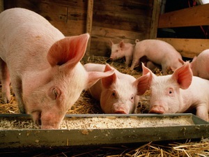 Az építés egy disznóól kezüket (fotó pigsties) Az építés egy disznóól kezük
