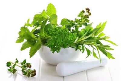 Friss fűszernövények oregano, kakukkfű, rozmaring, bazsalikom (gyógynövény) Friss fűszernövények oregano, kakukkfű, rozmaring, bazsalikom