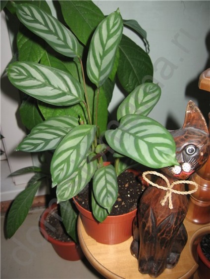 Ezek a különböző Marantaceae - hazai növények (növények) Ezek a különböző Marantaceae - szobanövények