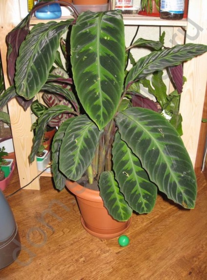 Az ilyen különböző Marantaceae - szobanövények (felső hordozó réteg) Ezek a különböző Marantaceae - szobanövények