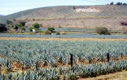 Tequila egészséges, pressnovosti (pressnovosti) Tequila egészséges, pressnovosti