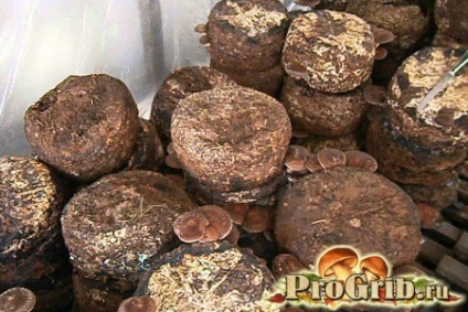 A technológia egyre shiitake otthon (shiitake) A technológia egyre shiitake gombát otthon
