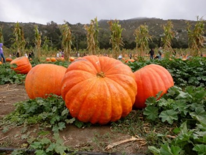 Cucurbita maxima hogyan növekszik (nő Cucurbita maxima) Cucurbita maxima hogyan növekszik
