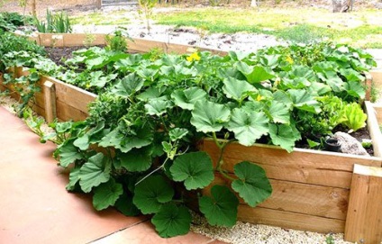 Cucurbita maxima hogyan növekszik (nő) Cucurbita maxima hogyan növekszik