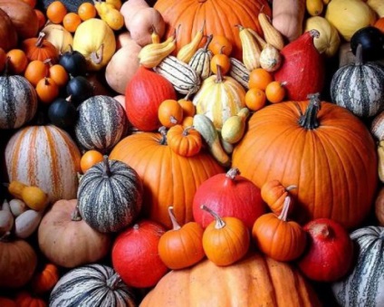 Cucurbita maxima hogyan nőnek (tök) Cucurbita maxima hogyan növekszik