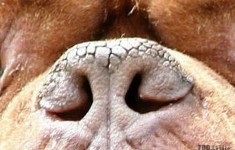 Vastag bőr vagy hyperkeratosis (vastag) Vastag bőr vagy hyperkeratosis