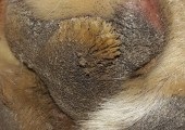 Vastag hyperkeratosis vagy a bőr (bőr) Vastag bőr vagy hyperkeratosis
