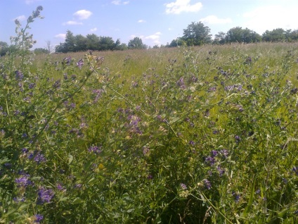 Grass lucerna - sideratsvoy községben