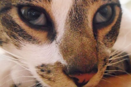 Harmadik szemhéj egy macska okoz és kezelés, videó