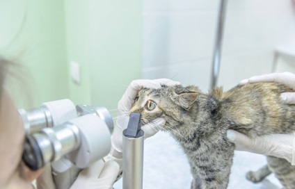 Harmadik szemhéj egy macska okoz és kezelés, videó