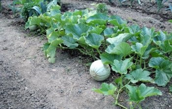 Melon szerves trágya, ásványi, hogyan lehet a