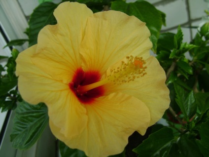 Gyakran esik hibiszkusz bimbó (rügyek) Gyakran esik hibiszkusz rügyek
