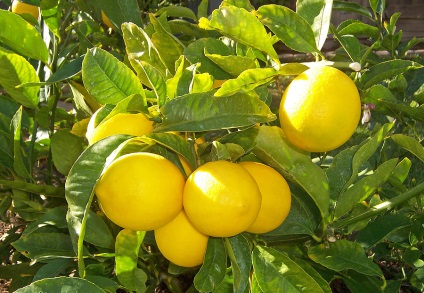 A beltéri citrom levelek alá - az azok elleni védekezésre és a megelőzés, tanya