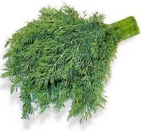 Dill, allergiák, orvosi és népszerű allergia gyógyszert (kapor) Dill, allergiák, az orvosi és a nemzeti allergiakezelés