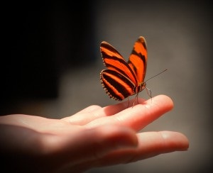 Lecke pillangó video, a példázat a pillangó