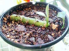 Care dieffenbachia, reprodukció az otthoni - beltéri növények és virágok (dieffenbachia) Care dieffenbachia, reprodukció az otthoni - beltéri növények és virágok