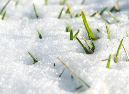 Gyepápolás az ősszel, télen, tavasszal és nyáron (ősszel) Gyepápolás az ősszel, télen, tavasszal és nyáron