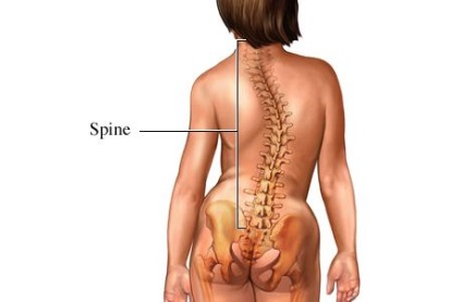 Mi az oka a fájdalom mennyire szorosan a gerinc és a belső szervek - Center - Osteopath