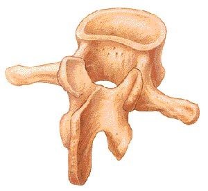 Mi az oka a fájdalom mennyire szorosan a gerinc és a belső szervek - Center - Osteopath