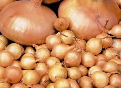 Mi ültetés előtt drenchben íj (bow áztatás ültetés előtt) Mi áztassa ültetés előtt hagyma