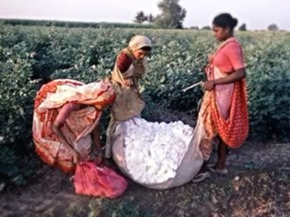 Vezetné az országot, ahol nőnek a pamut és pamut szövet előállítására