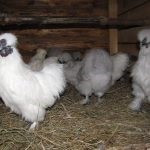 Szellőzés tyúkól Miért van szükségünk, és hogyan lehet a saját kezét (csinálni) Szellőzés tyúkól Miért van szükségünk, és hogyan lehet a saját kezét