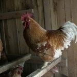 Szellőzés tyúkól Miért van szükségünk, és hogyan lehet a saját kezét (csinálni) Szellőzés tyúkól Miért van szükségünk, és hogyan lehet a saját kezét